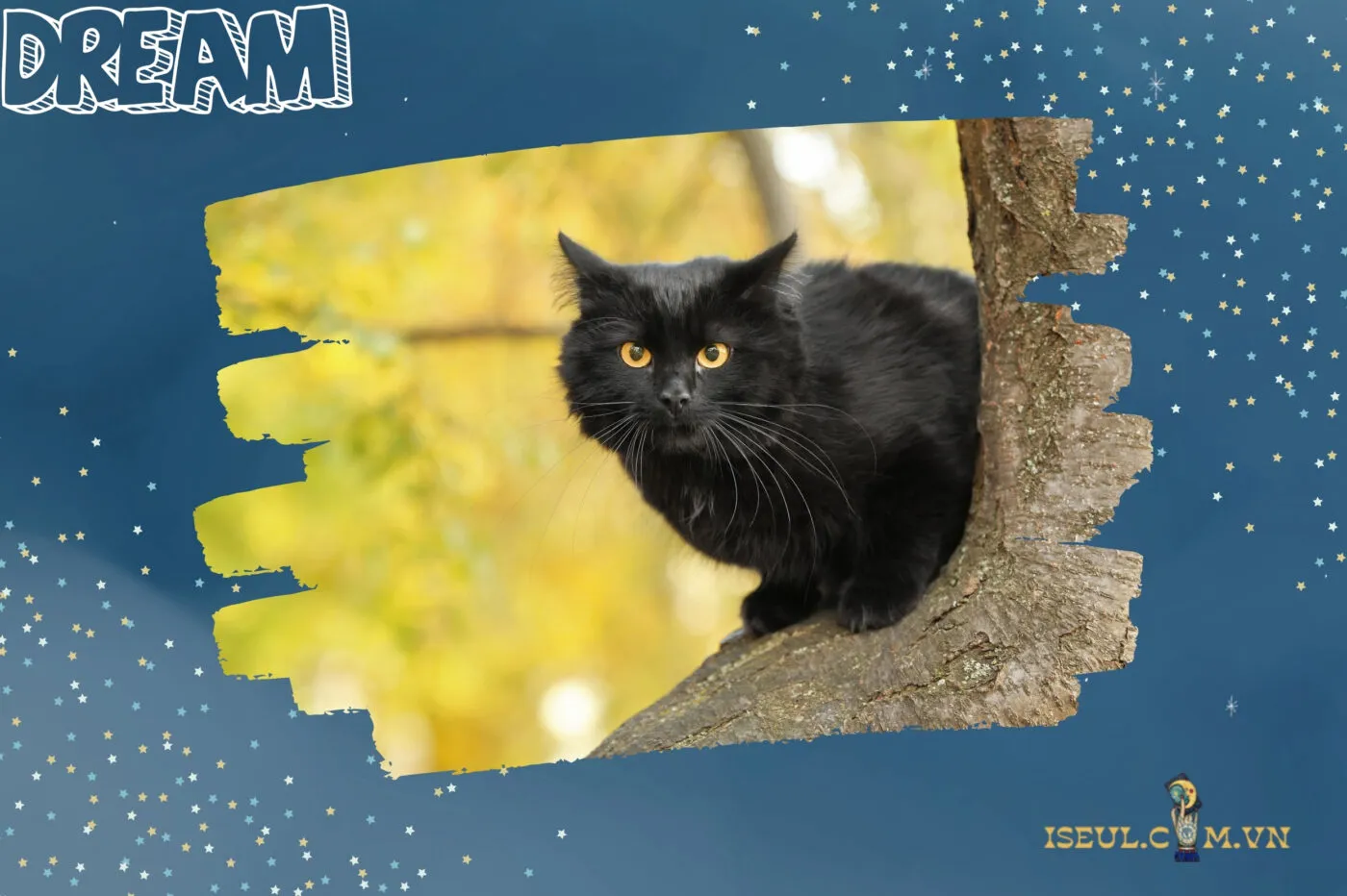 Các loại giấc mơ về mèo và ý nghĩa cụ thể từng loại