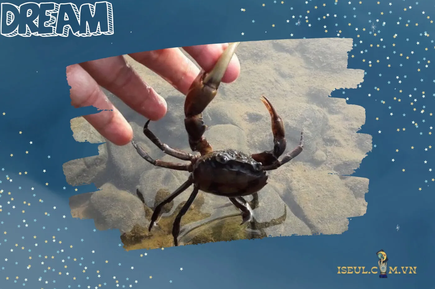 Các tình huống cụ thể khi nằm mơ thấy cua và ý nghĩa sâu sắc