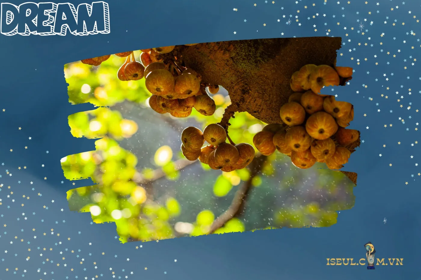 Con số may mắn liên quan đến giấc mơ cây sung