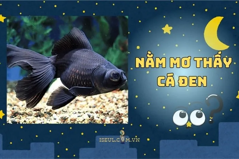 Đi Tìm Lời Giải: Nằm Mơ Thấy Cá Đen Có Thực Sự Đáng Lo 2025