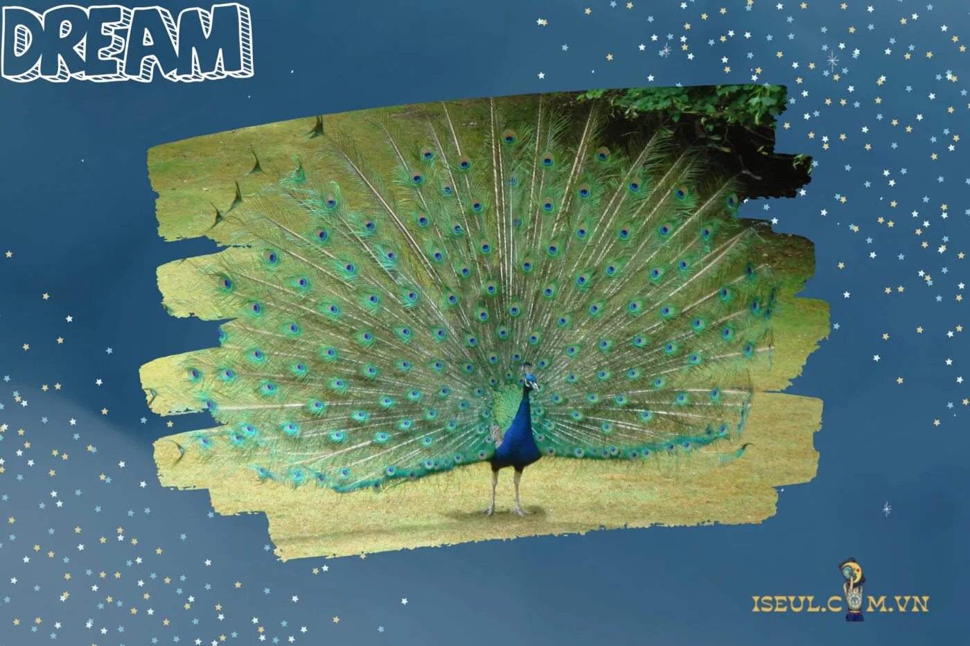 Giấc Mơ Thấy Chim Công Trong Văn Hóa Và Phong Thủy