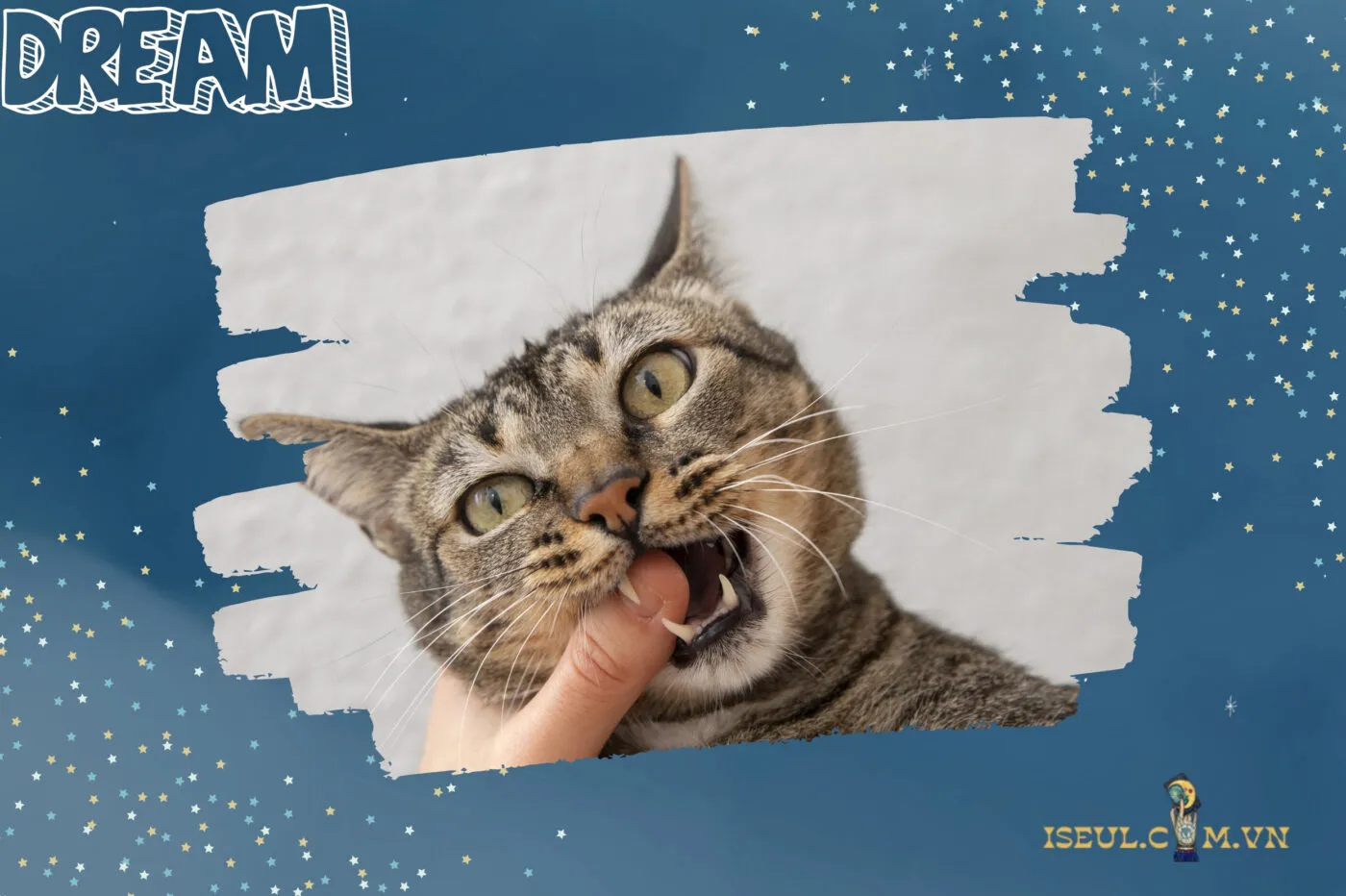 Giải mã giấc mơ thấy mèo với các hành động cụ thể