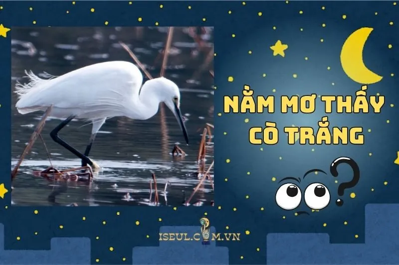 Giải Mã Nằm Mơ Thấy Cò Trắng: Ý Nghĩa và Điềm Báo 2025