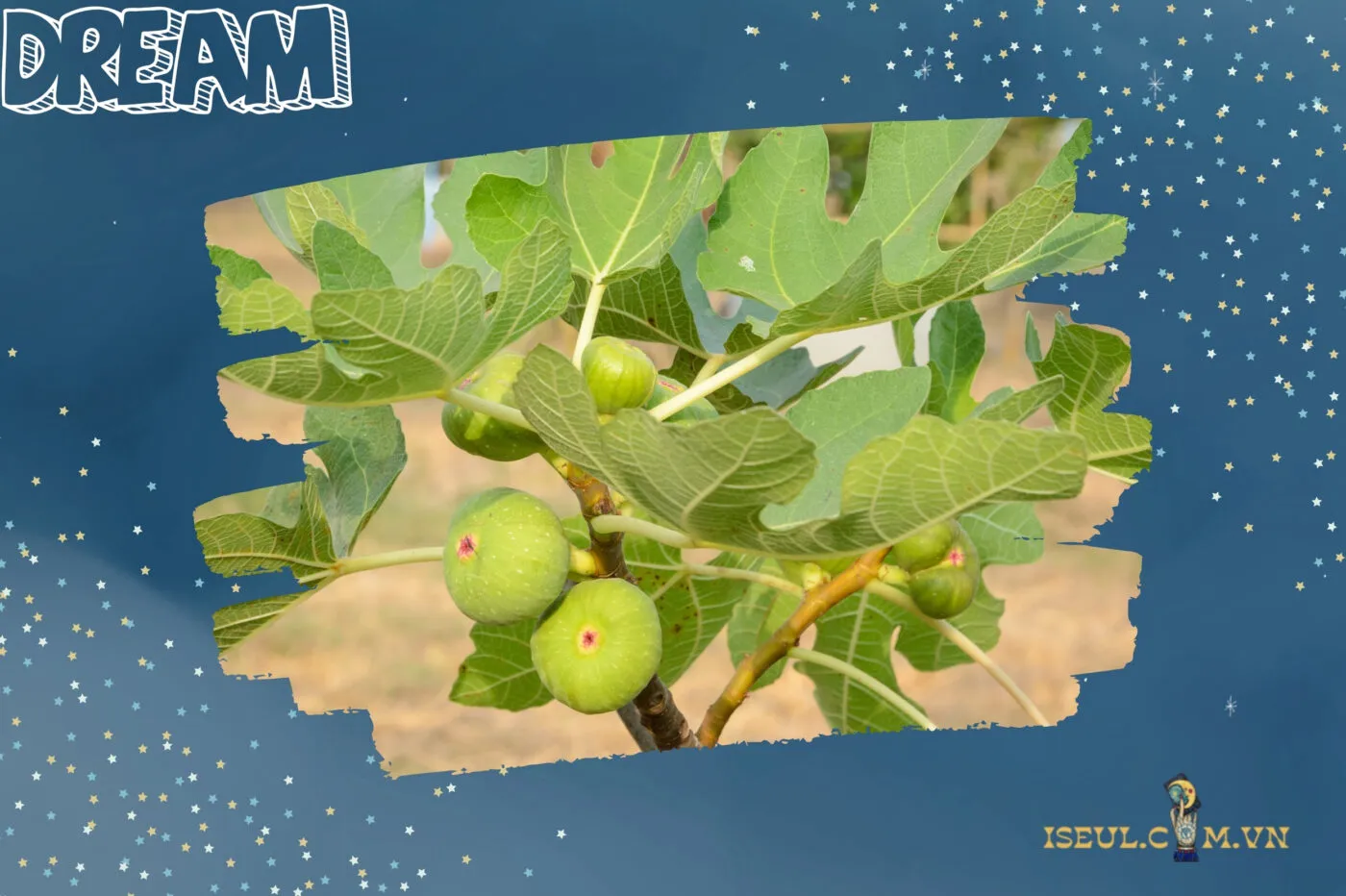 Giải mã ý nghĩa nằm mơ thấy cây sung