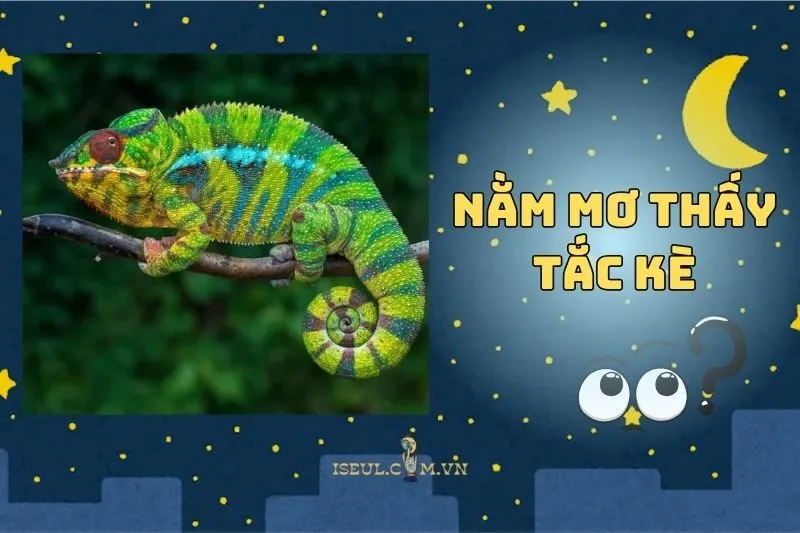 Giải mã ý nghĩa nằm mơ thấy tắc kè: Điềm báo và con số may mắn 2025