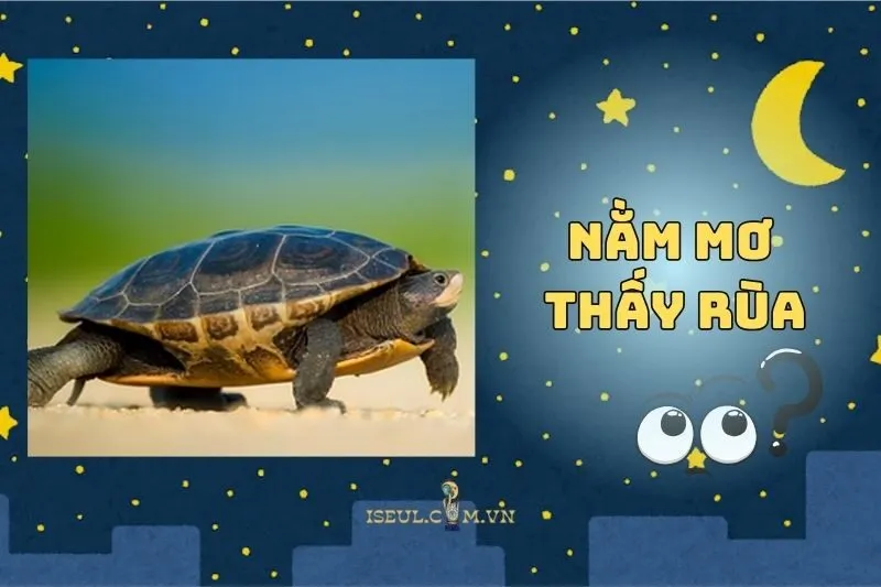 Khám Phá Bí Ẩn Khi Nằm Mơ Thấy Rùa: Điềm Lành Hay Dữ 2025