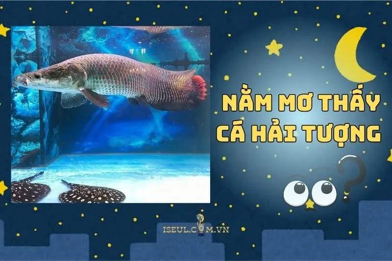 Khám Phá Bí Mật Khi Nằm Mơ Thấy Cá Hải Tượng 2025