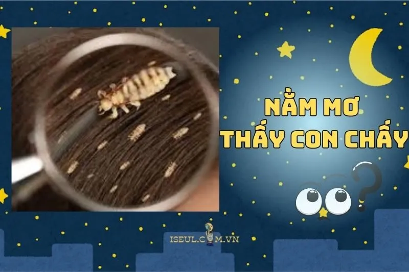 Khám Phá Ý Nghĩa Nằm Mơ Thấy Con Chấy: Điềm Báo Tâm Linh 2025