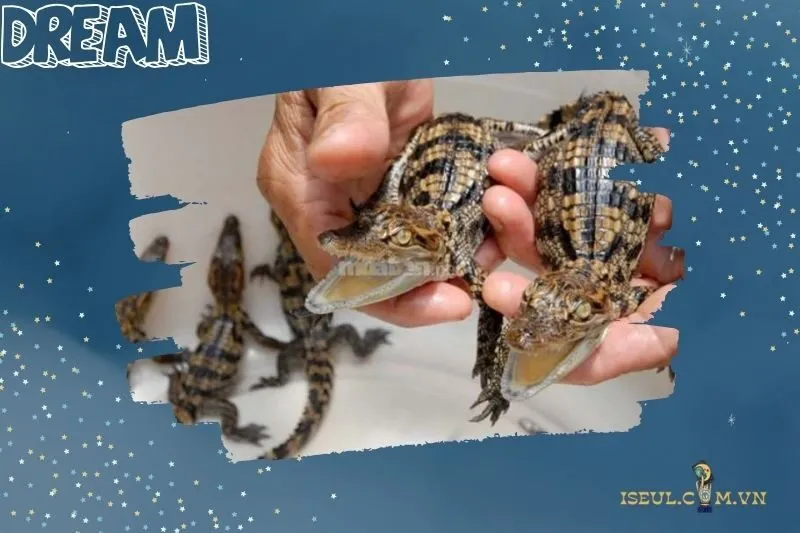 Mơ thấy cá sấu con