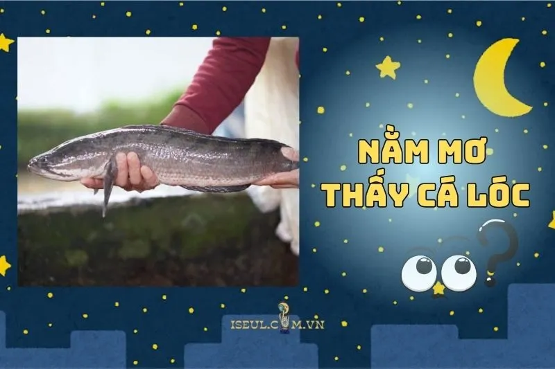 Nằm mơ thấy cá lóc mang ý nghĩa gì? Hé lộ những dự báo thú vị 2025