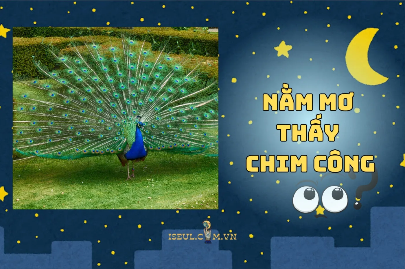 Nằm mơ thấy chim công có ý nghĩa gì? Tín hiệu may mắn siêu thú vị 2025