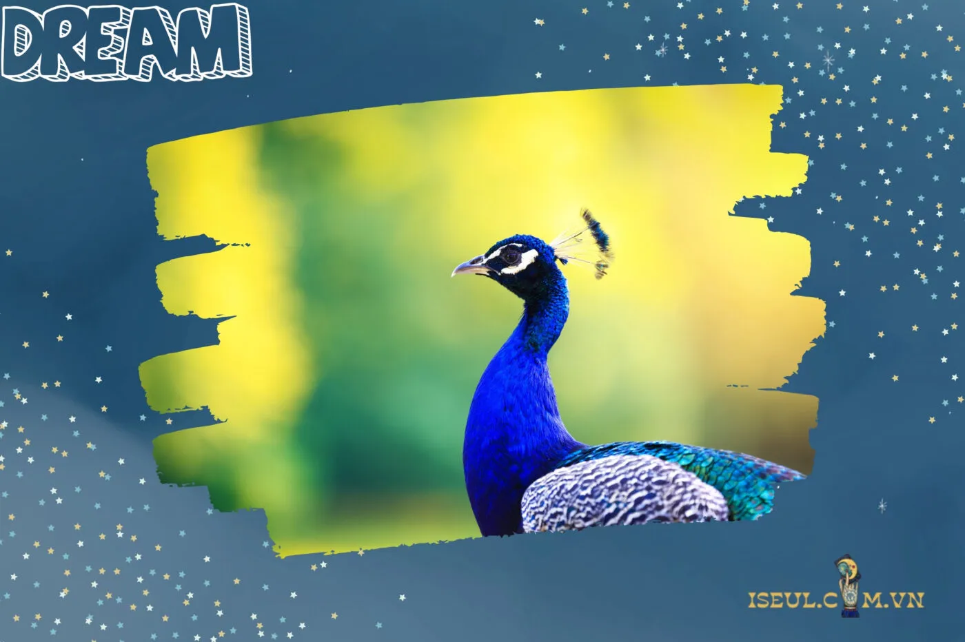 Nằm Mơ Thấy Chim Công Và Liên Kết Với Con Số May Mắn