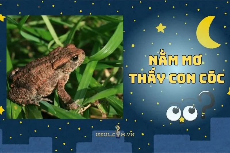 Nằm Mơ Thấy Cóc: Giải Mã Ý Nghĩa Và Điềm Báo Phong Thủy 2025