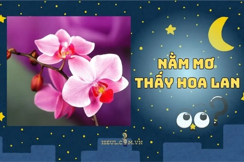 Nằm mơ thấy hoa lan: Ý nghĩa và điềm báo bạn cần biết 2025
