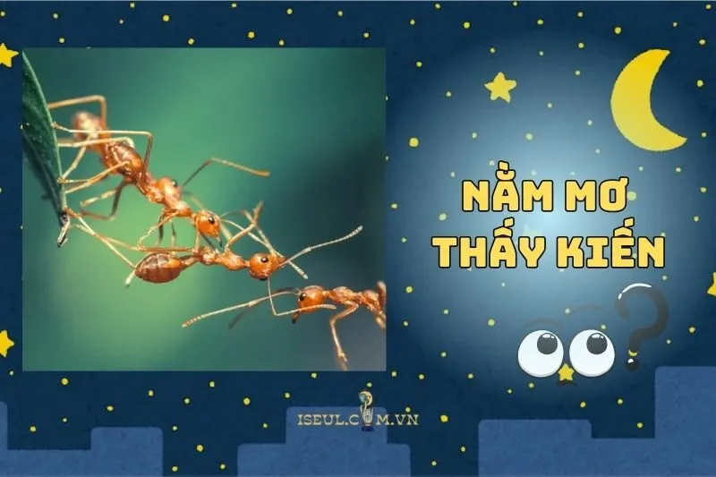 Nằm Mơ Thấy Kiến: Giải Mã Điềm Báo Và Những Con Số Lộc Phát 2025