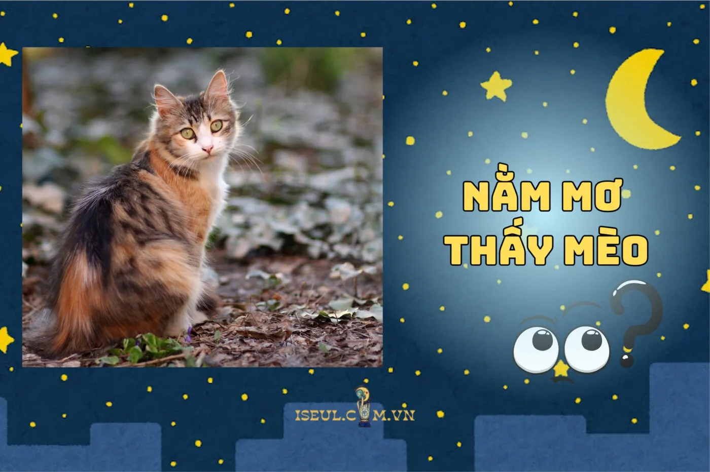 Nằm mơ thấy mèo 2025 có ý nghĩa gì? Điềm lành hay dữ?