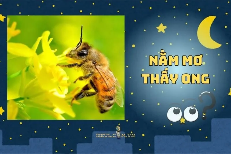Nằm Mơ Thấy Ong Đốt: Lời Cảnh Báo Hay Tín Hiệu Thành Công 2025