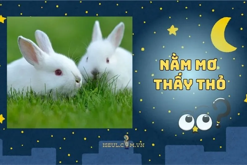 Nằm mơ thấy thỏ: Khám phá ý nghĩa và điềm báo bất ngờ 2025