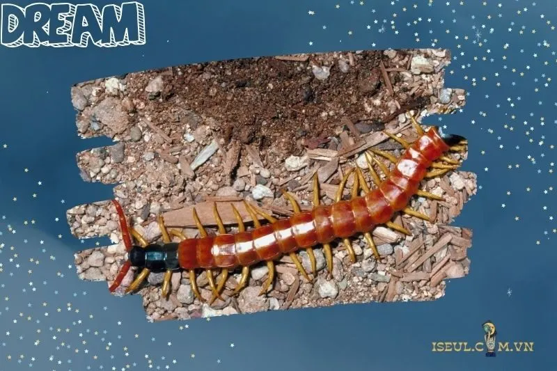 Rết là gì và ý nghĩa trong giấc mơ