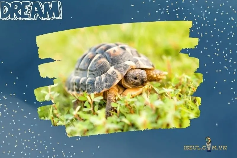 Ý nghĩa các loại rùa trong giấc mơ và các điềm báo chi tiết