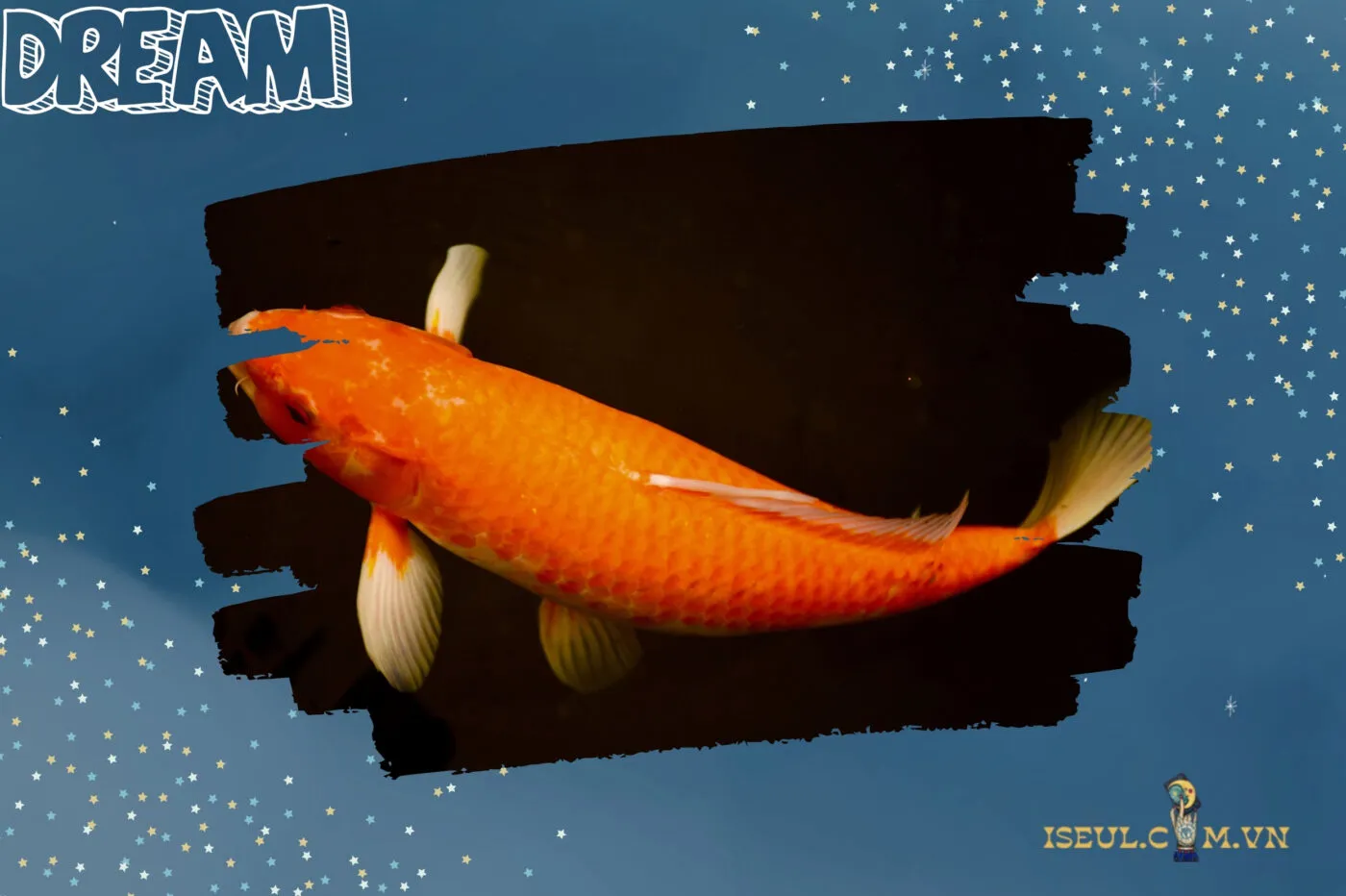 Ý nghĩa của các loại cá trong giấc mơ