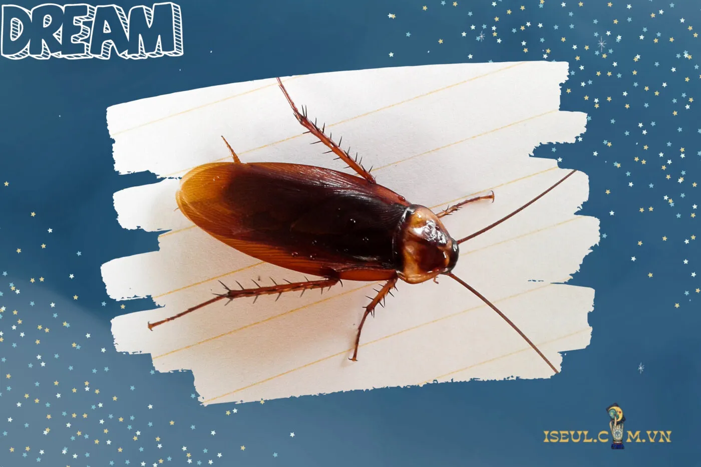 Ý Nghĩa Của Nằm Mơ Thấy Gián – Lành Hay Dữ?