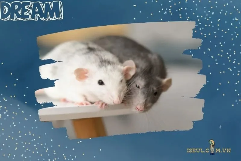 Ý nghĩa của việc nằm mơ thấy chuột: Lành hay dữ?