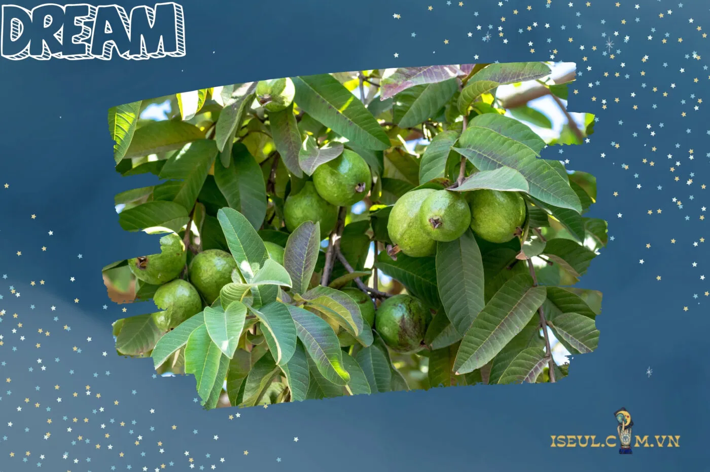 Ý nghĩa của việc nằm mơ thấy trái ổi