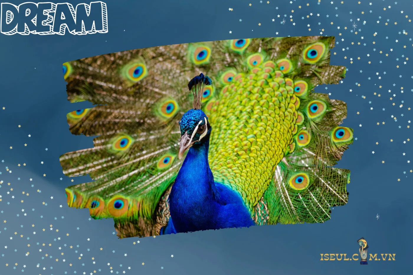Ý Nghĩa Giấc Mơ Thấy Chim Công