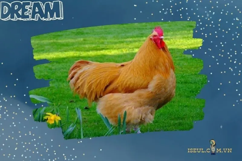 Ý Nghĩa Và Điềm Báo Từ Giấc Mơ Thấy Gà