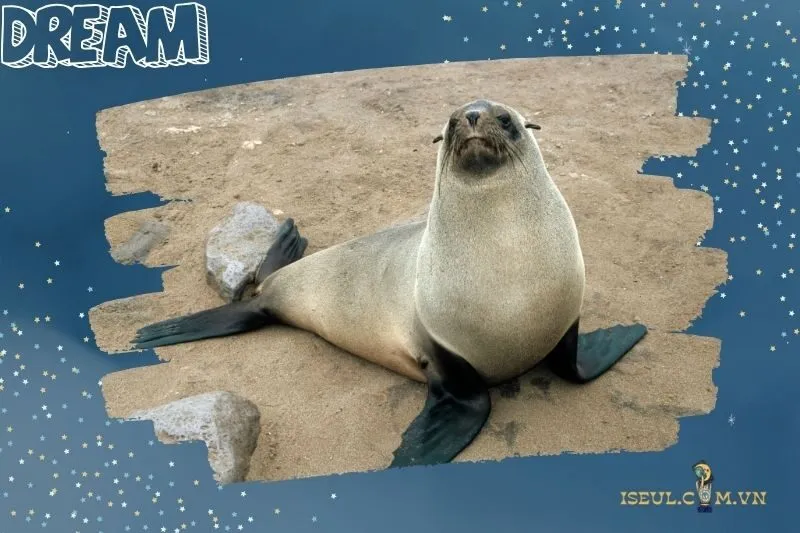 Các trường hợp thường gặp khi nằm mơ thấy hải cẩu và điềm báo