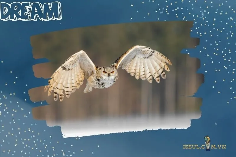 Con số may mắn liên quan đến giấc mơ cú mèo