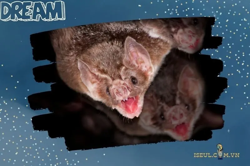 Con số may mắn liên quan đến giấc mơ thấy con dơi