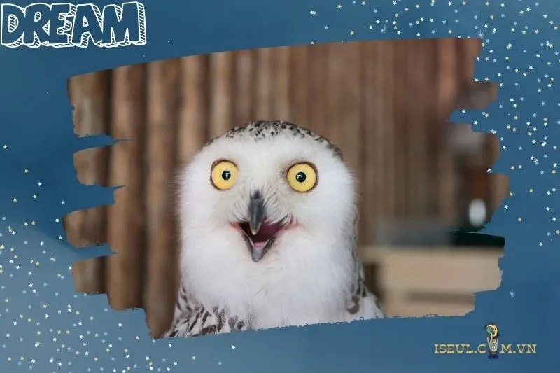 Điềm báo từ các hình ảnh cụ thể khi mơ thấy cú mèo