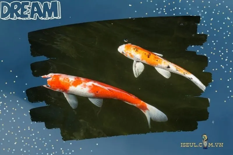 Điềm báo từ giấc mơ thấy cá koi theo từng trường hợp cụ thể
