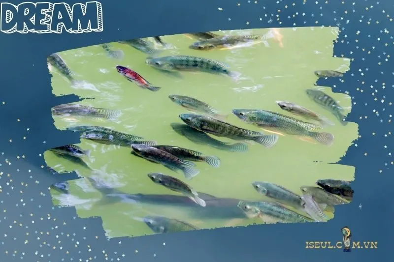 Điềm báo từ từng chi tiết khi nằm mơ thấy cá rô phi