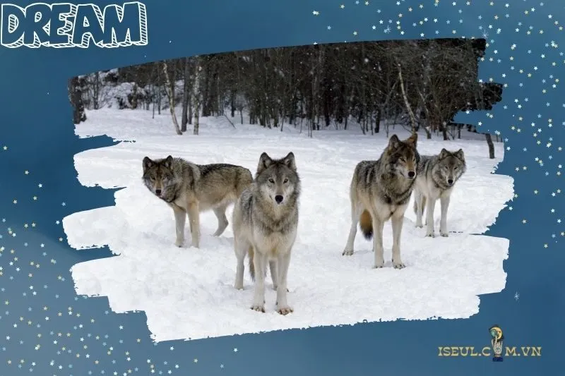 Điềm báo và lời khuyên từ giấc mơ thấy chó sói