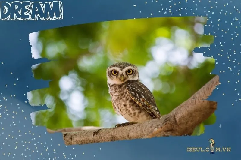 Giấc mơ thấy cú mèo và ảnh hưởng đến các khía cạnh cuộc sống