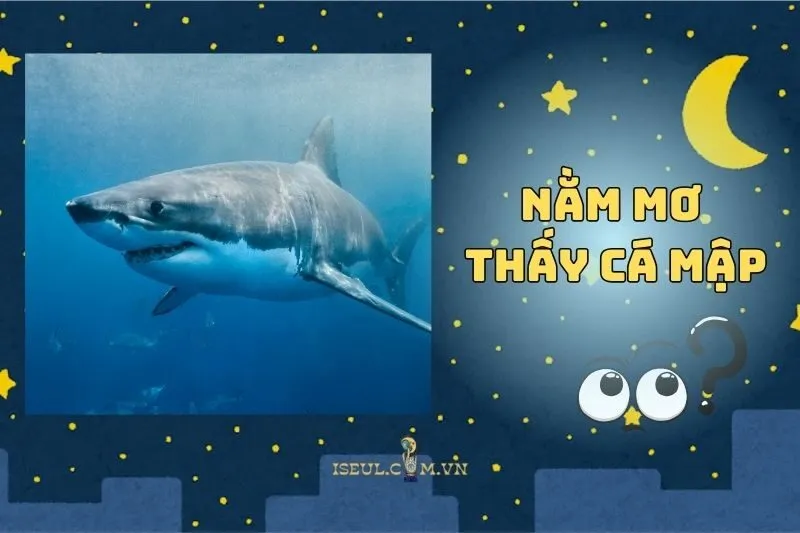 Giải mã hiện tượng nằm mơ thấy cá mập 2025