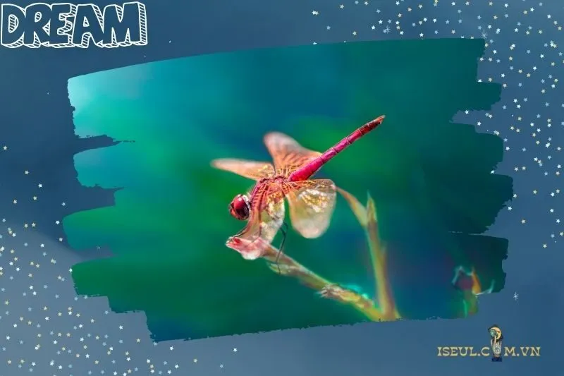 Giải mã từng tình huống khi nằm mơ thấy chuồn chuồn