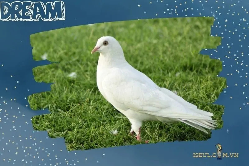 Giải mã ý nghĩa của từng giấc mơ thấy chim bồ câu