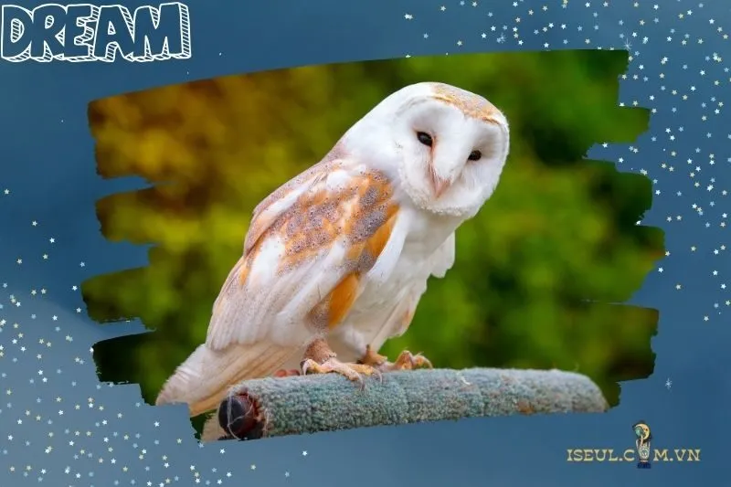 Giải mã ý nghĩa khi nằm mơ thấy cú mèo