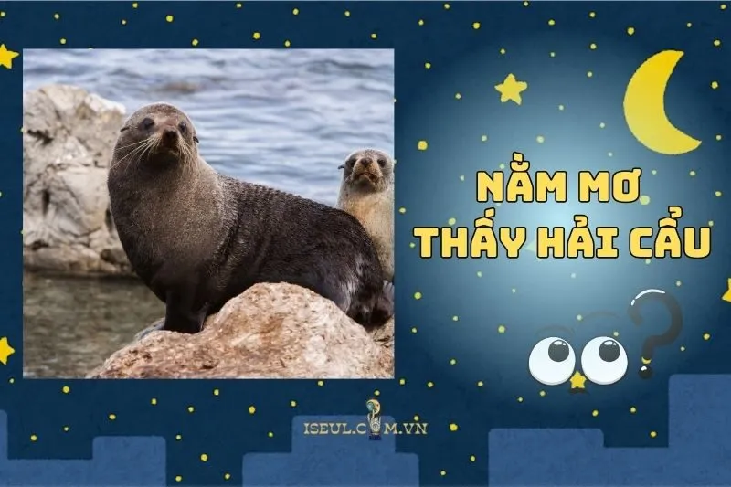 Hé Lộ Bí Ẩn Khi Nằm Mơ Thấy Hải Cẩu Và Cách Giải Mã 2025
