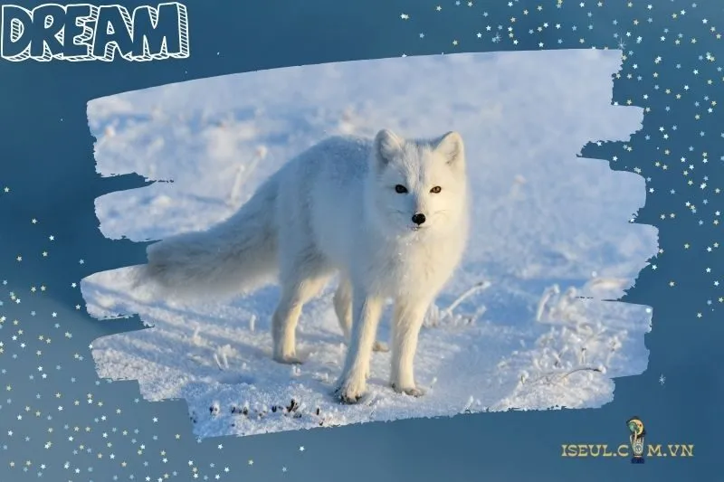 Mơ thấy cáo đuổi theo mình