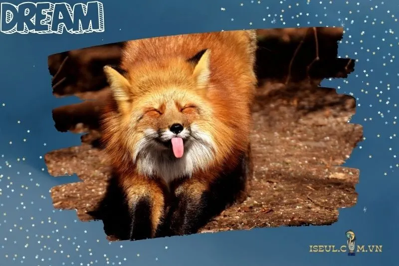 Nằm mơ thấy cáo và con số may mắn