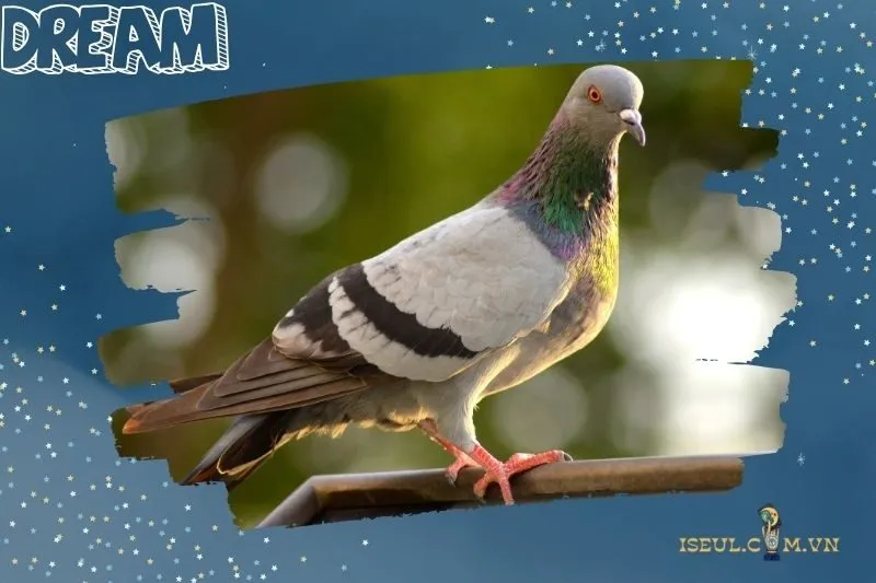 Nằm mơ thấy chim bồ câu và tác động đến cuộc sống thực tế