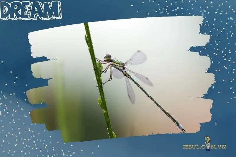 Nằm mơ thấy chuồn chuồn và các con số liên quan