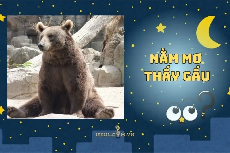 Nằm mơ thấy gấu: Sự mạnh mẽ hay áp lực đang chờ đợi bạn 2025
