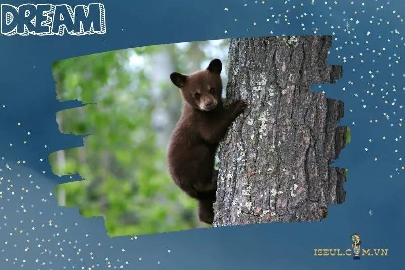 Nằm mơ thấy gấu và con số may mắn