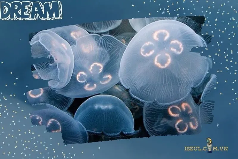 Nằm mơ thấy sứa biển có ý nghĩa gì?